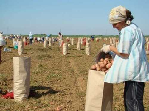 Что это такое - КФХ: крестьянское фермерское хозяйство, определение и общие положения, порядок оформления | domosite.ru