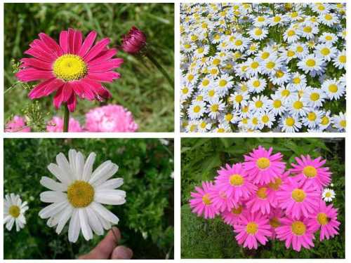 Какие инсектициды применяют от блох