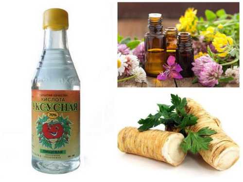 Самостоятельная борьба с блохами в квартире и доме