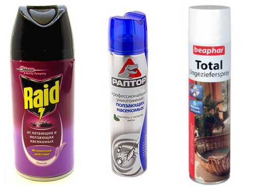 Самостоятельная борьба с блохами в квартире и доме